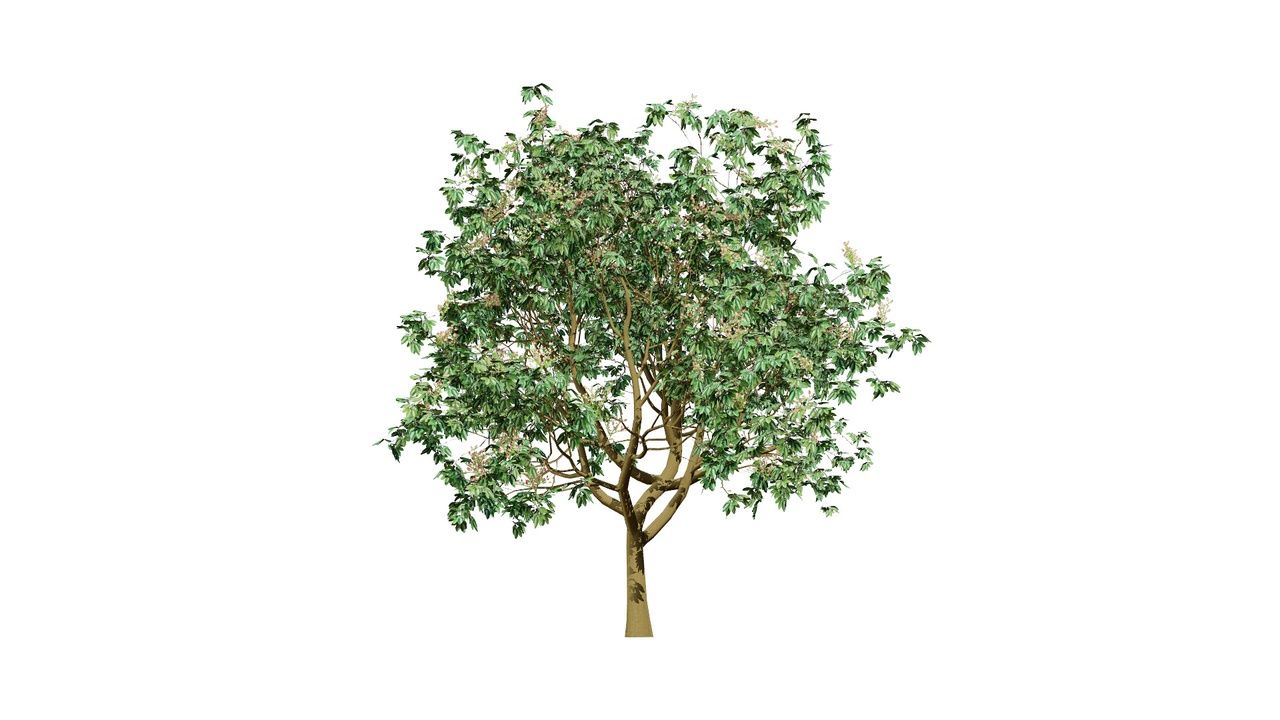 Media 1 for listing 3D Pistachio Tree Model Pack