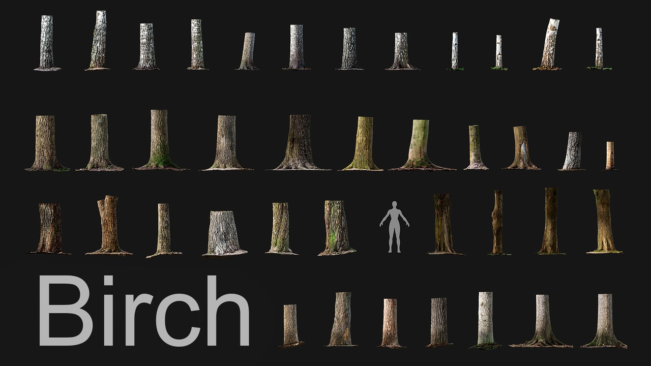 Media 1 for listing Scanned trunks of birch