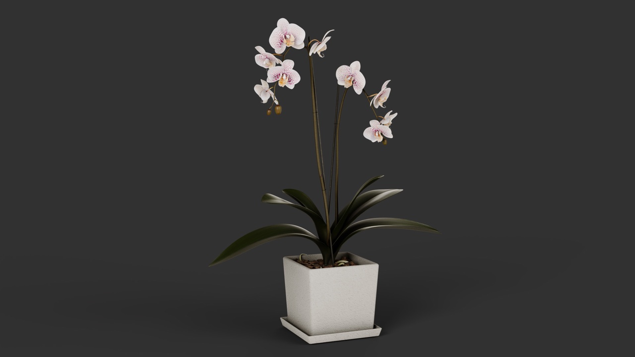 Media 1 for listing Potted Phalaenopsis Orchid