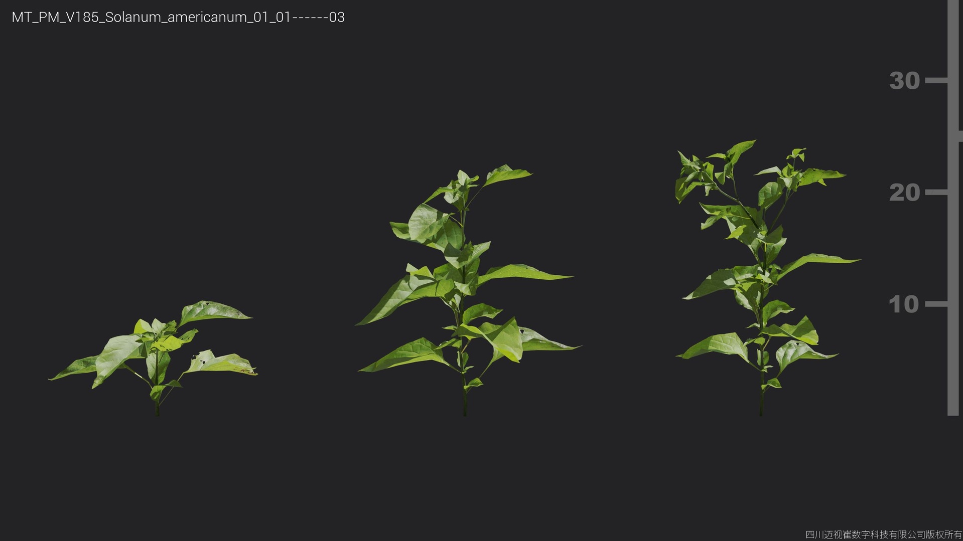 Media 1 for listing V185 Solanum americanum