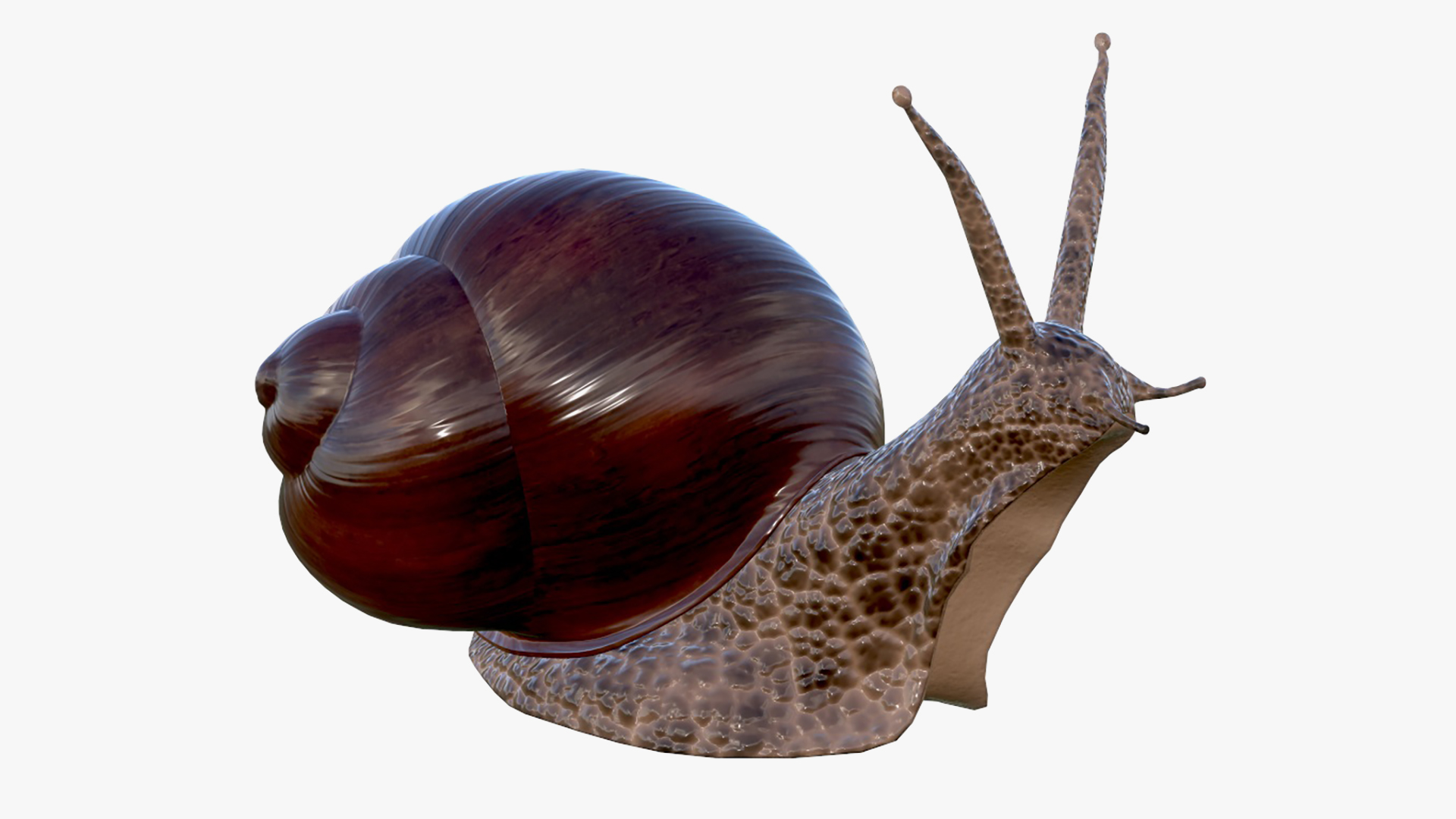 Snail | Fab