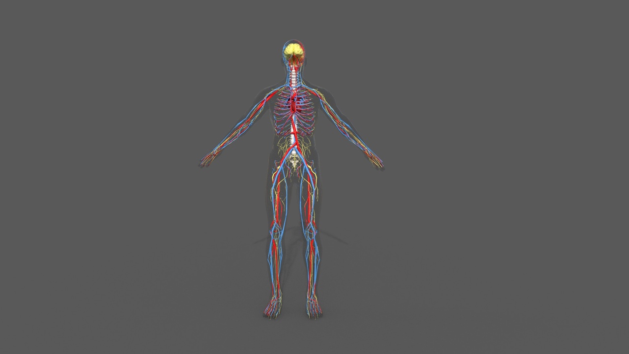 Media 1 for listing Human body Nervous system
