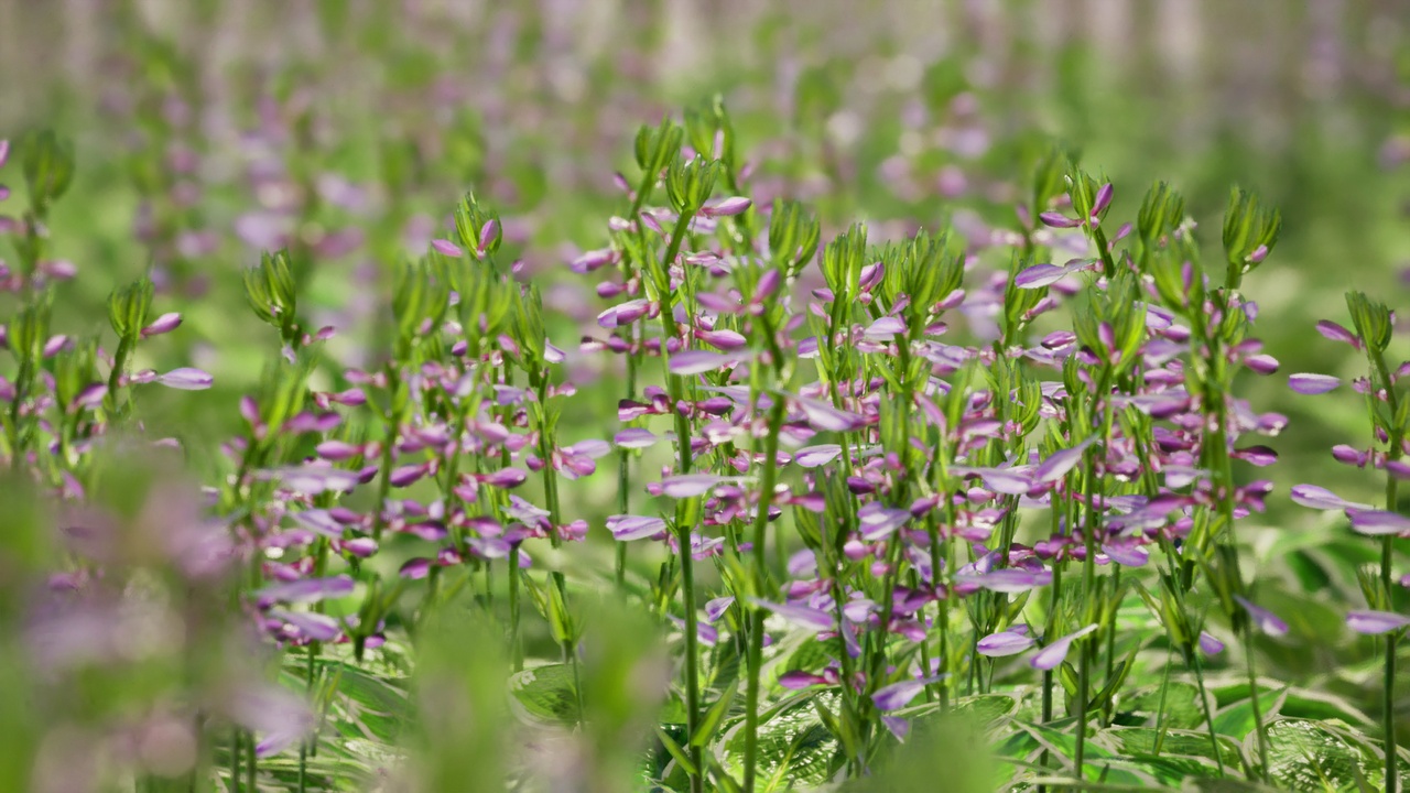 Media 1 for listing Street Garden in JAPAN - 4 Hosta Flower Grass Plant