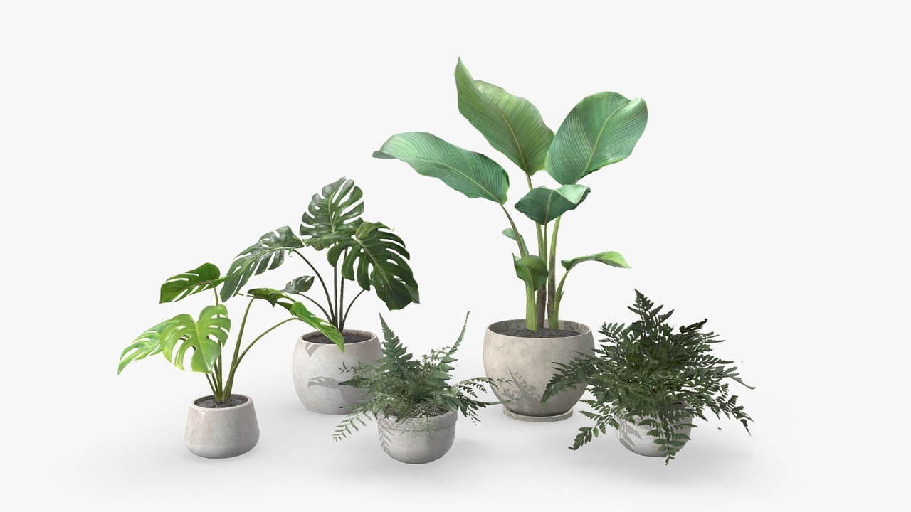 Media 1 for listing Plant Pack 01