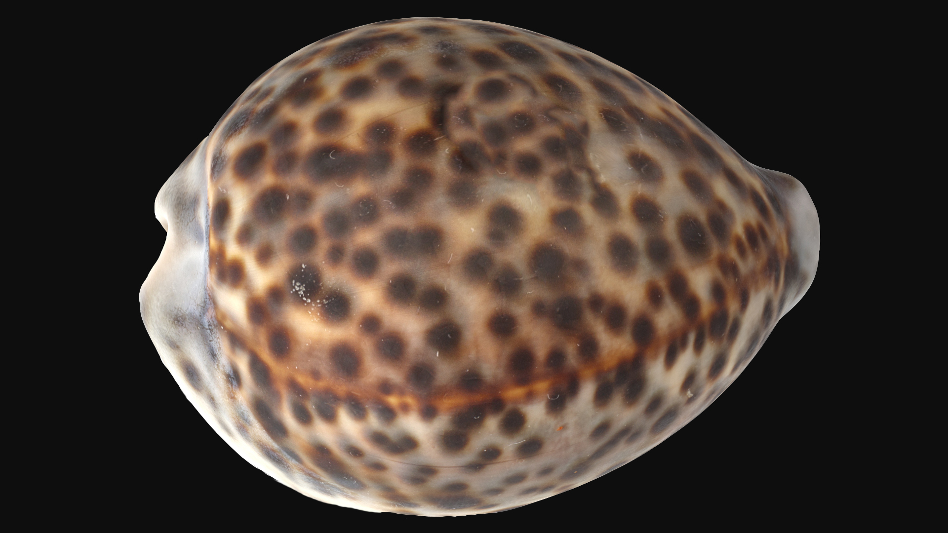 Sea Shell | Fab