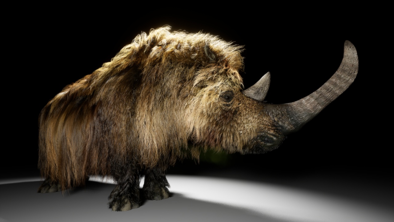 Media 1 for listing The Woolly Rhino