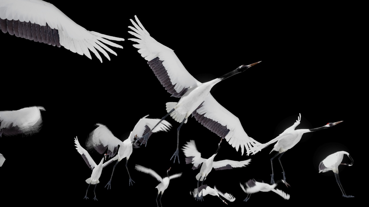 Media 1 for listing Red Crowned Crane