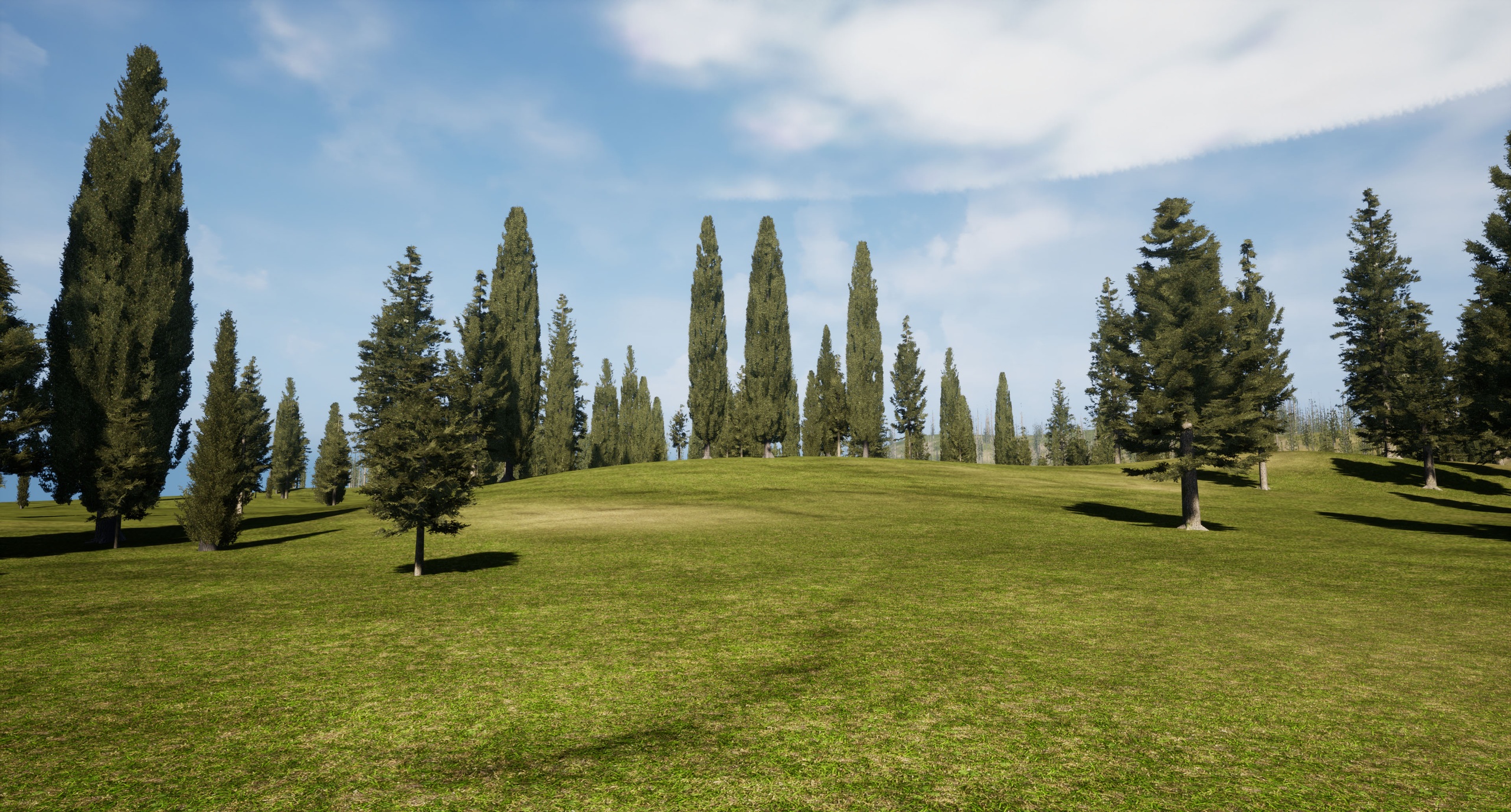 Media 1 for listing Trees Italian Cypress Tree