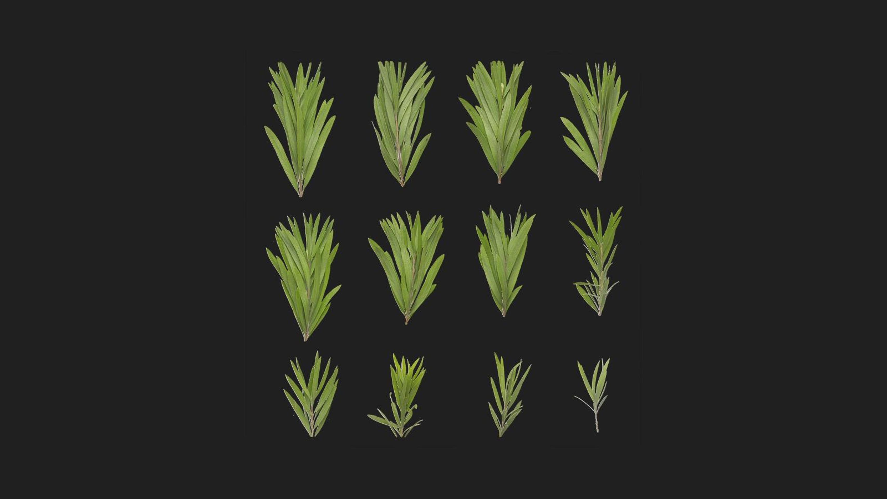 Unidentified Shrub | Fab