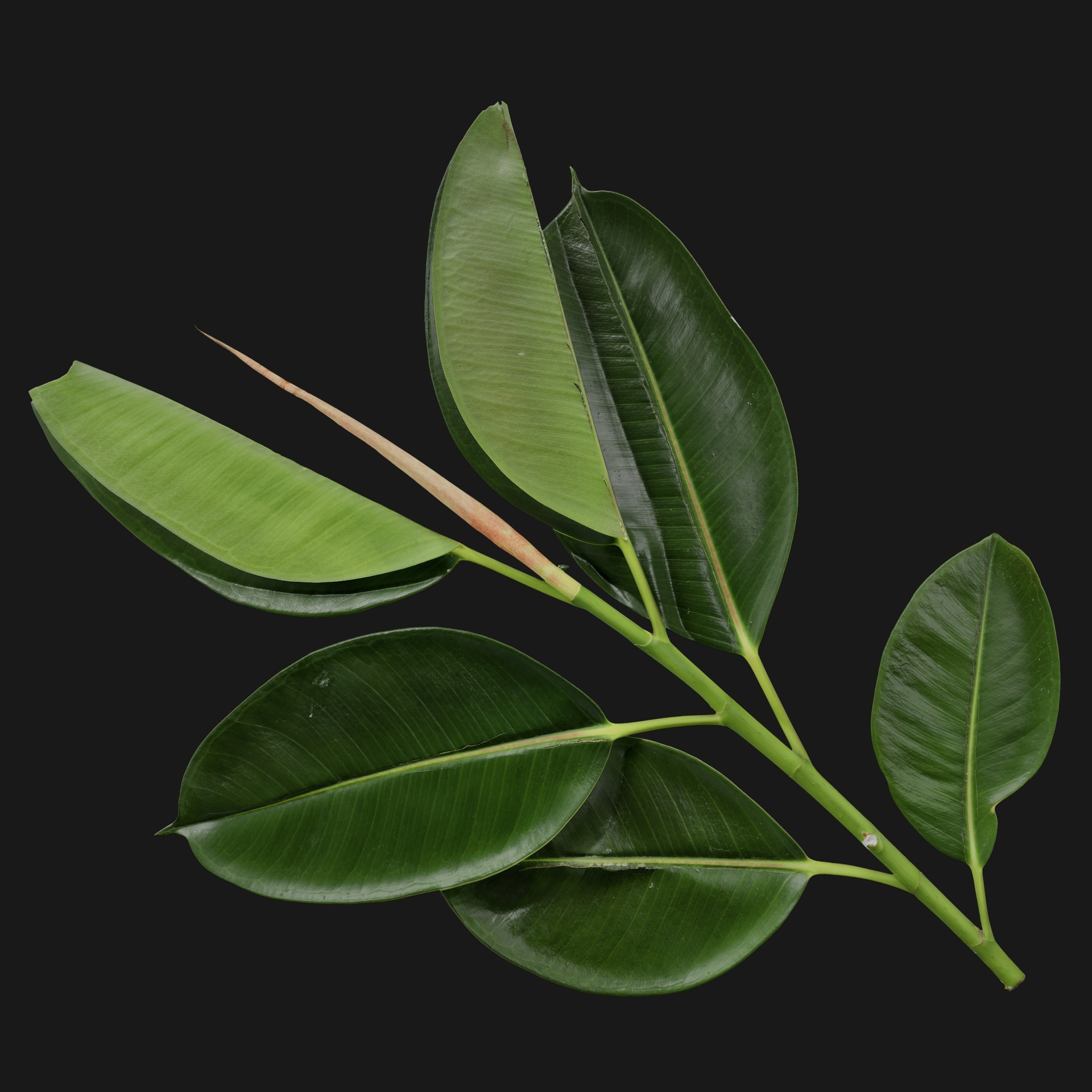 Media 1 for listing Ficus Elastica 02