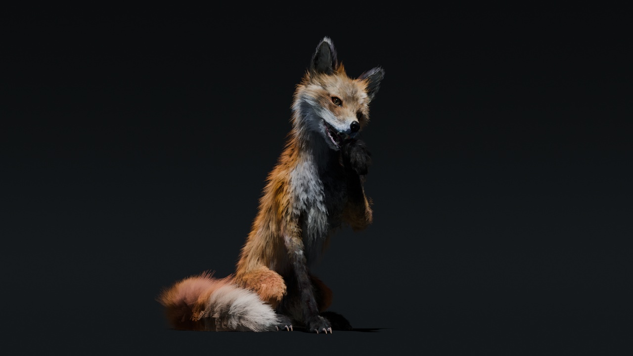 Media 1 for listing Realistic Red Fox, Vulpes vulpes