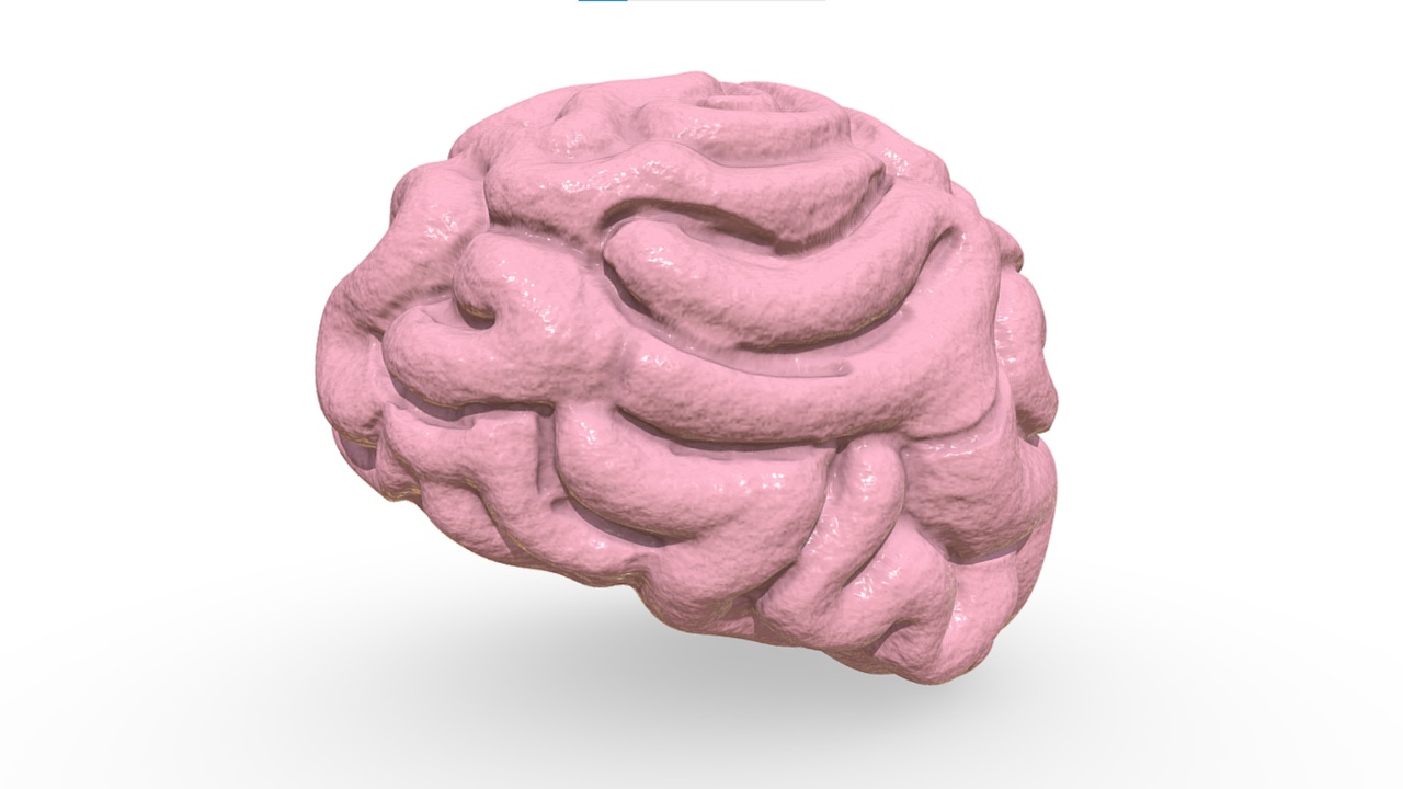 Media 1 for listing Human Brain 3D Model