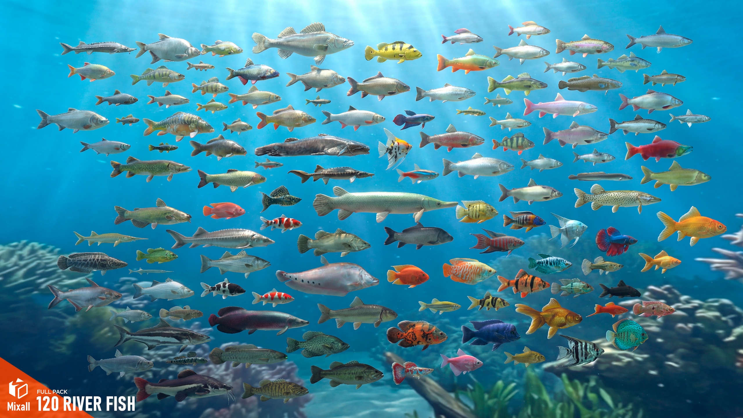 Media 1 for listing 120 River fish - Full pack