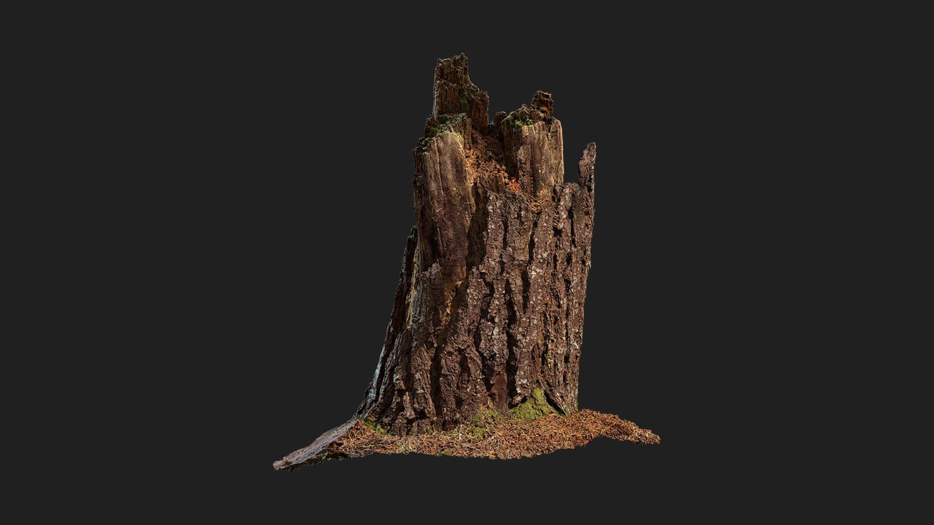 Pine Tree Stump | Fab