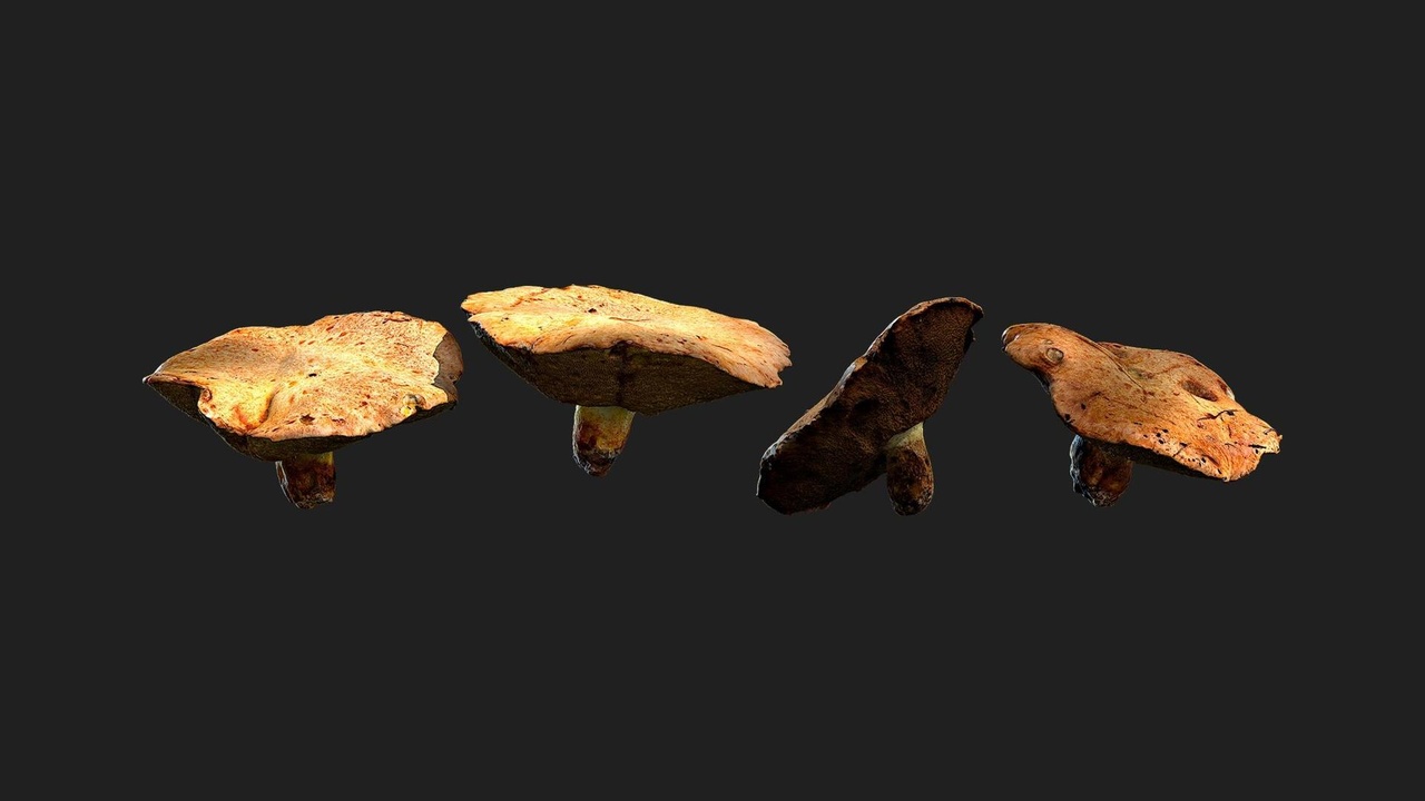 Media 1 for listing Bolete Mushrooms