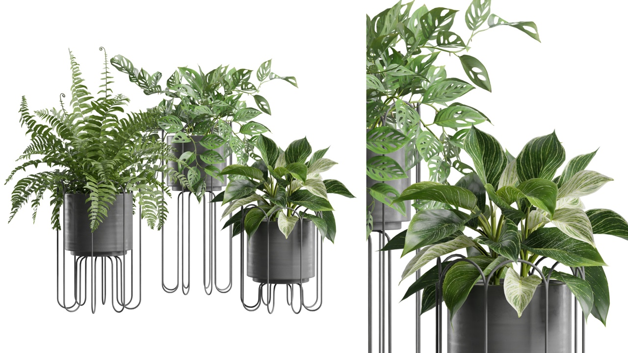 Media 1 for listing Indoor Plants Pack 107