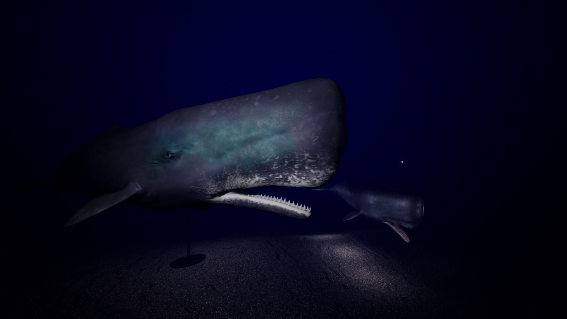 THE SPERM WHALE 5.9 フィン有 スパムホエール SPERM WHALE】カスタムボード | サーフィンスクール 千葉市稲毛