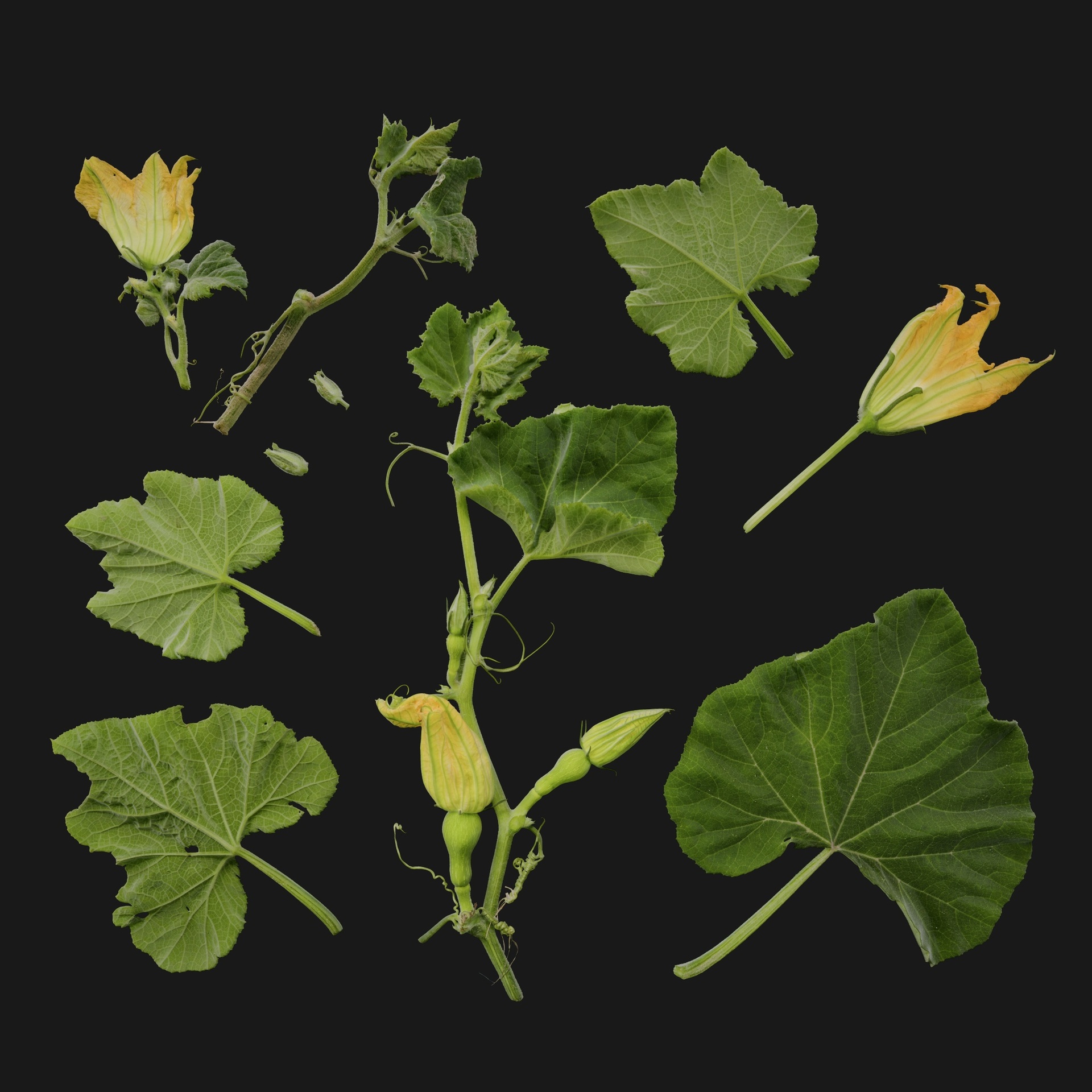 Media 1 for listing Cucurbita 01