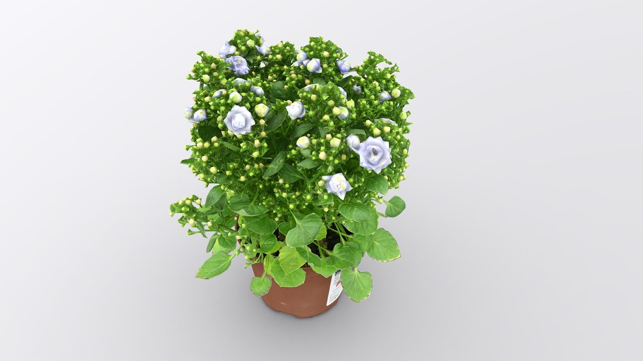Media 1 for listing 100k Campanula Blue Like Me