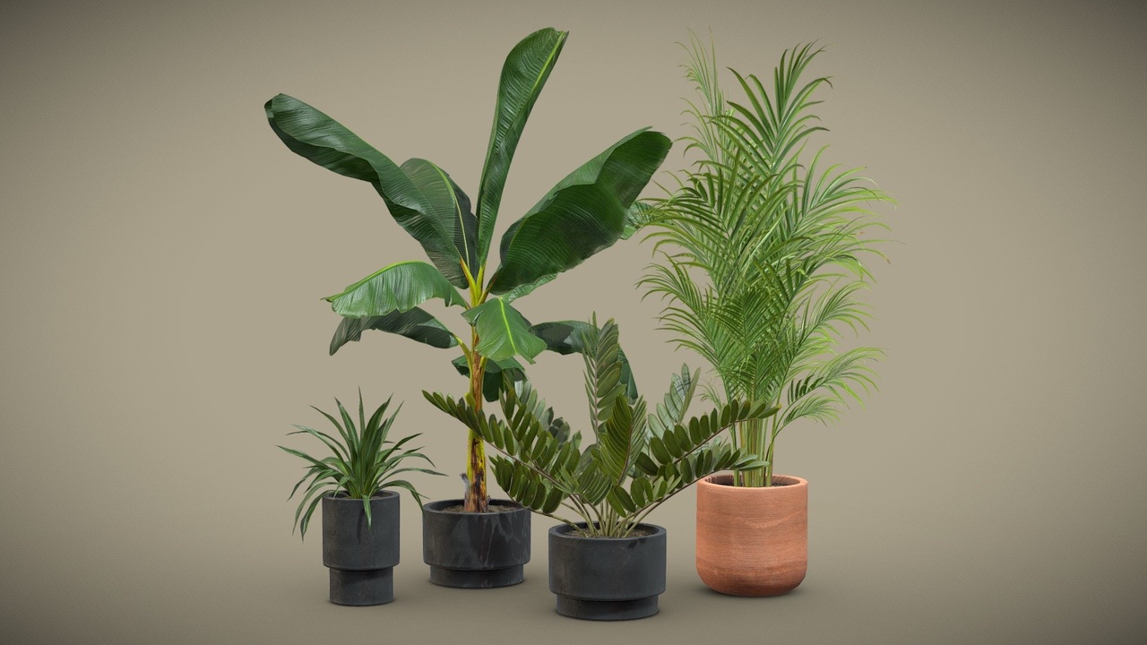 Media 1 for listing Indoor Plants Pack 43