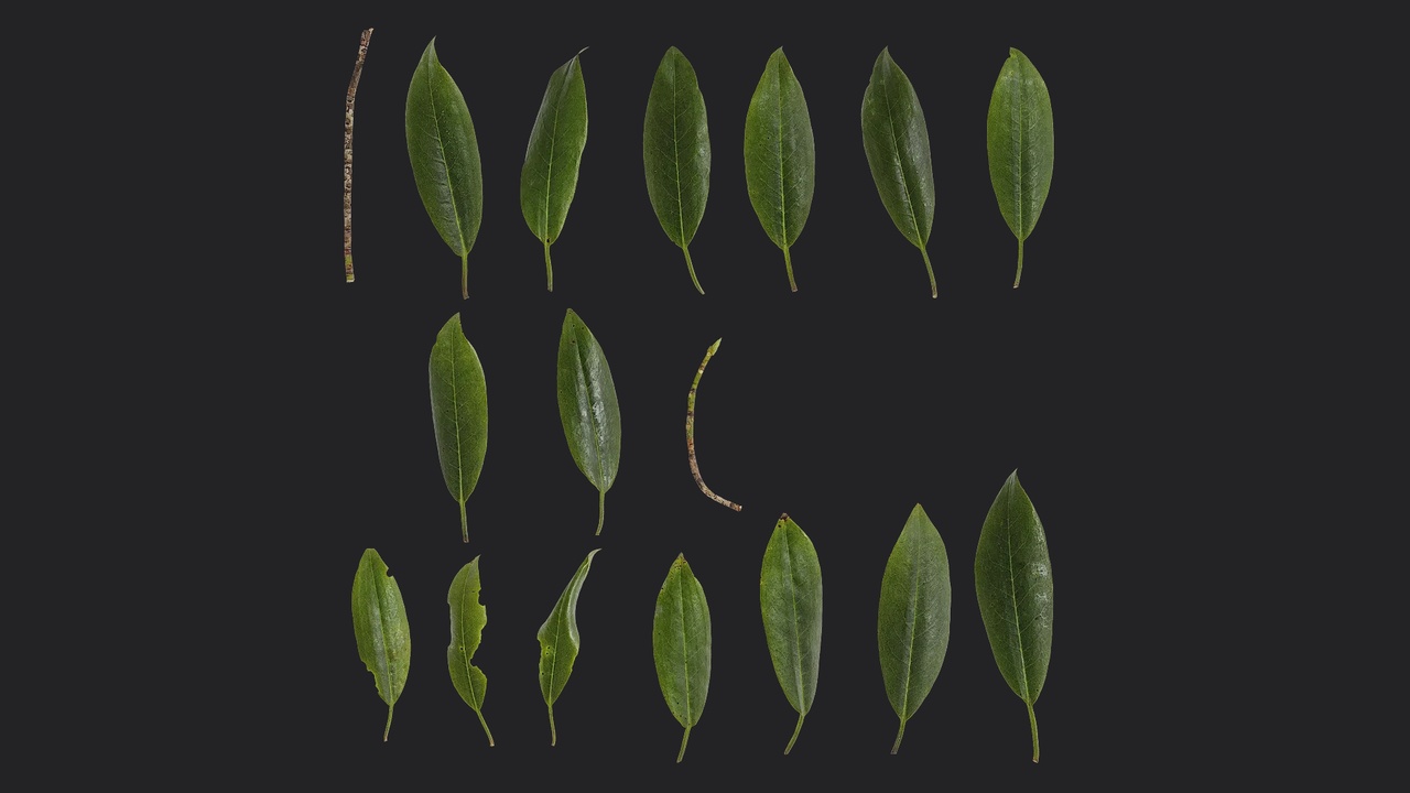 Media 1 for listing Rhododendron hypoglaucum Leaf 01