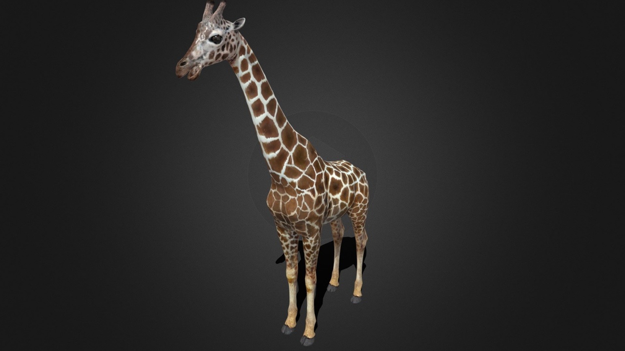 Media 1 for listing Giraffe