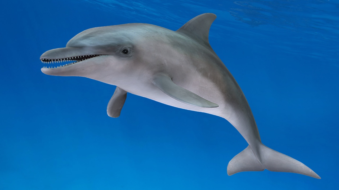 Media 1 for listing Bottlenose Dolphin Fish