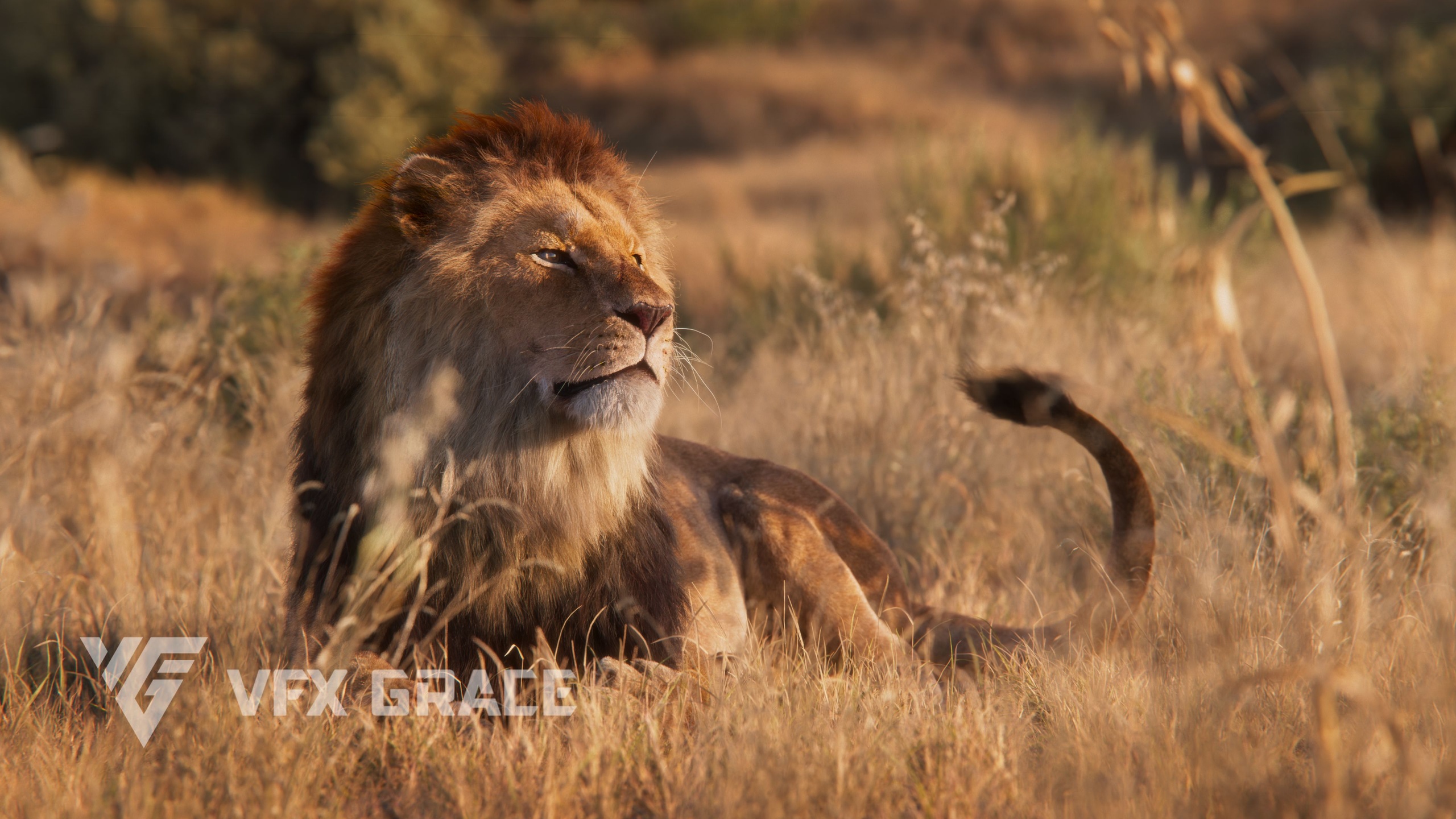 Media 1 for listing Realistic Lion 3D Model – Animated Male Lion for Blender & VFX Projects
