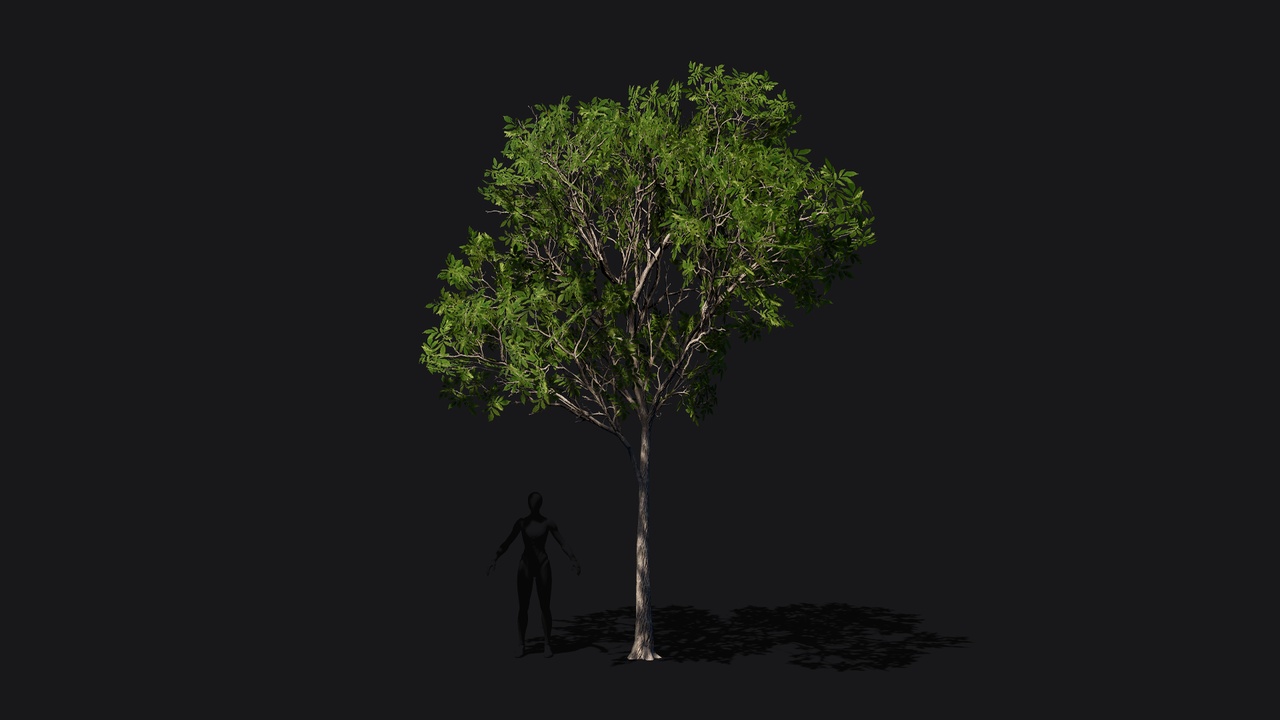 Média 1 pour l'article Ash tree game ready low poly
