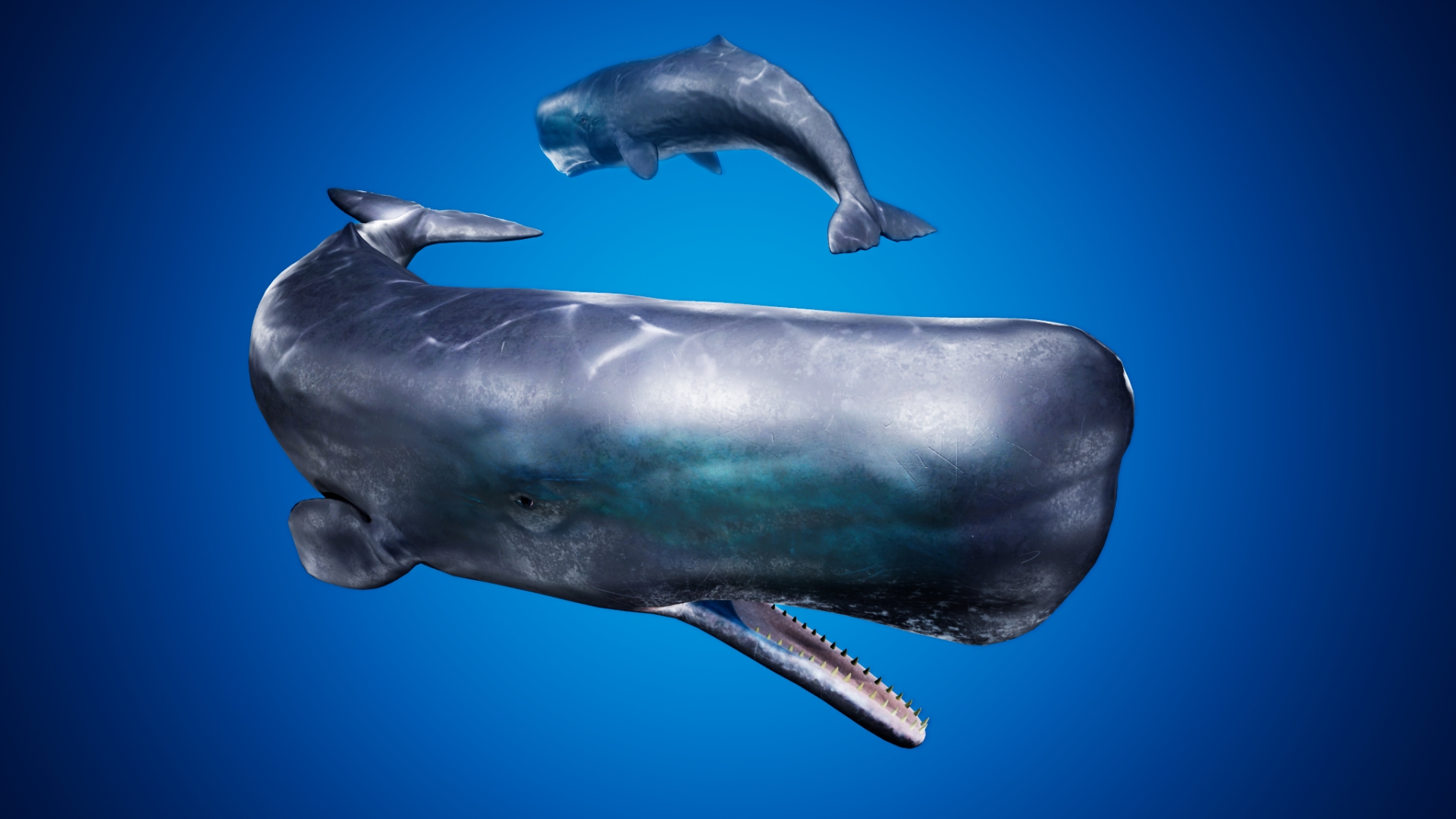 Sperm Whale | Fab