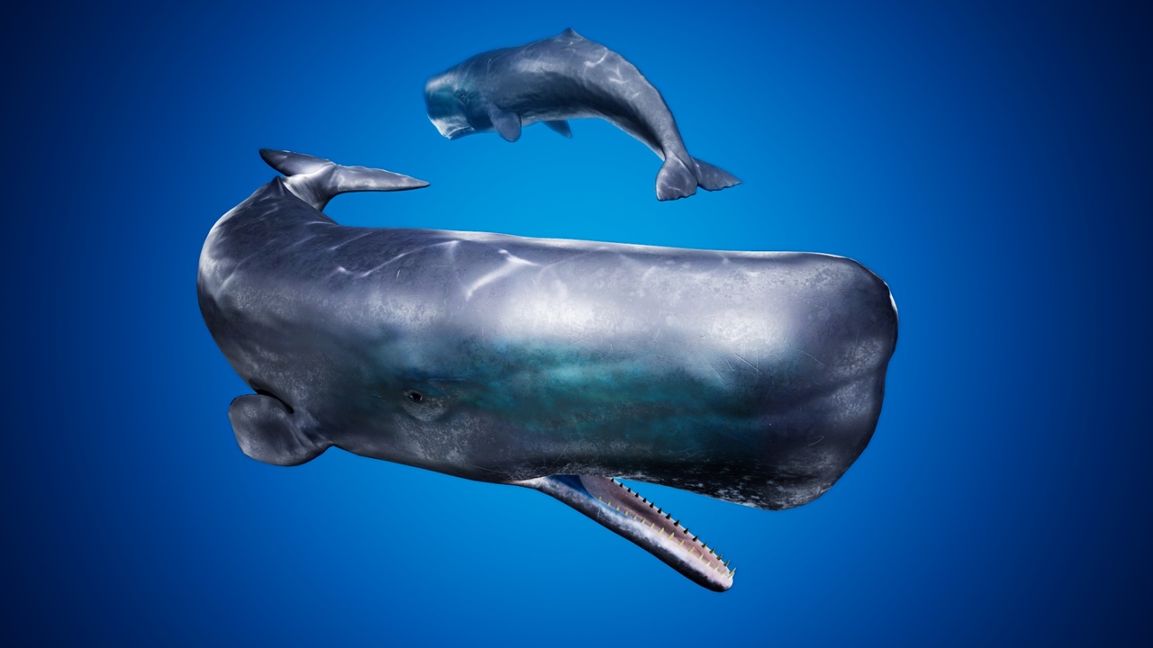 Sperm Whale | Fab