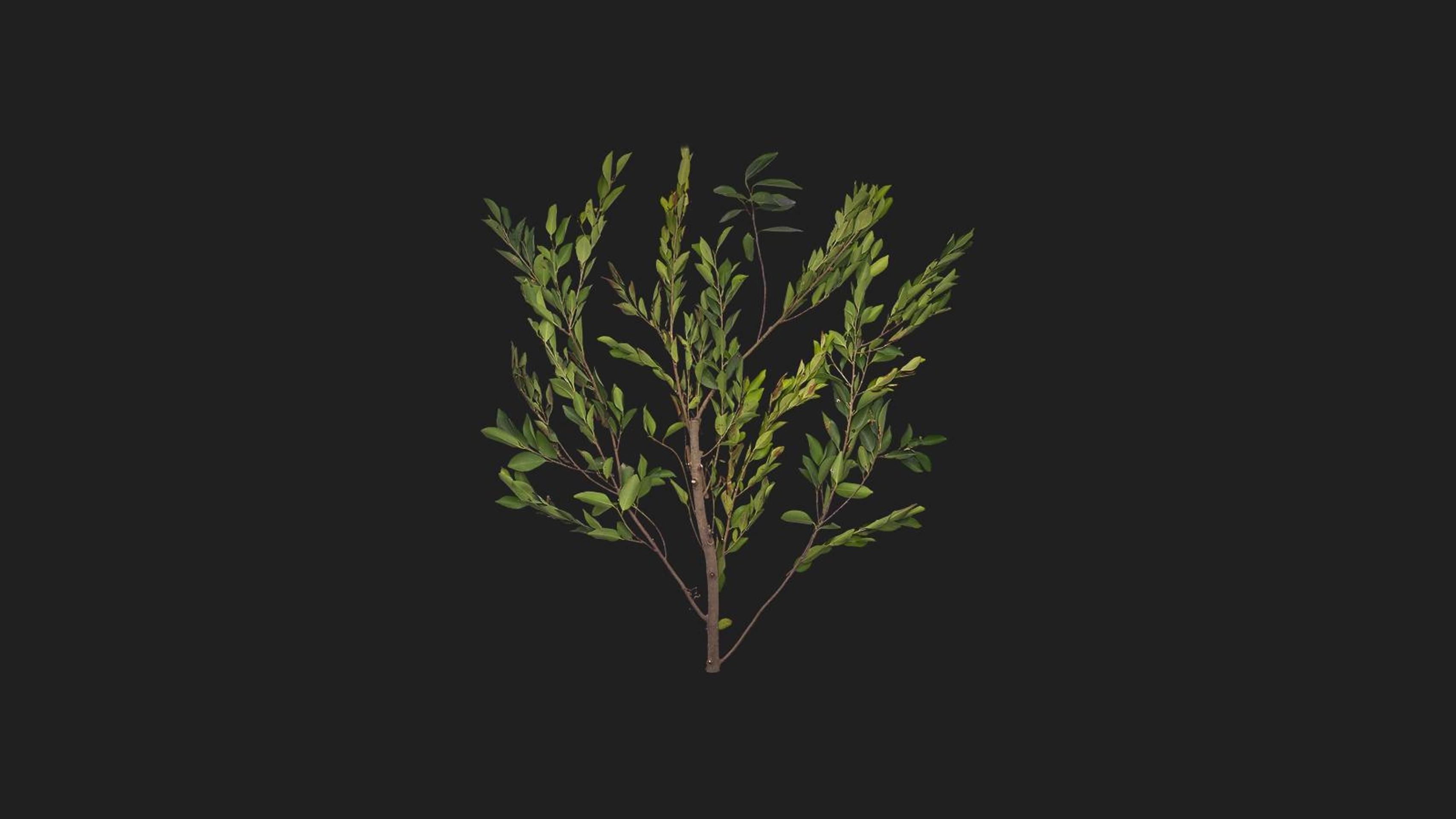 Green Shrub | Fab