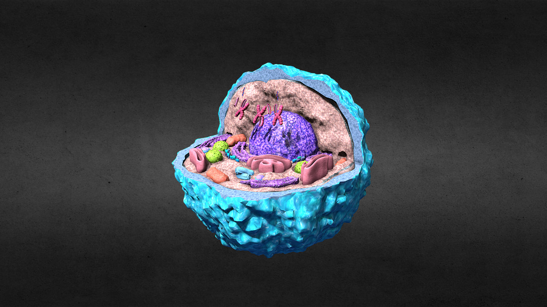 Human Cell Animation | Fab