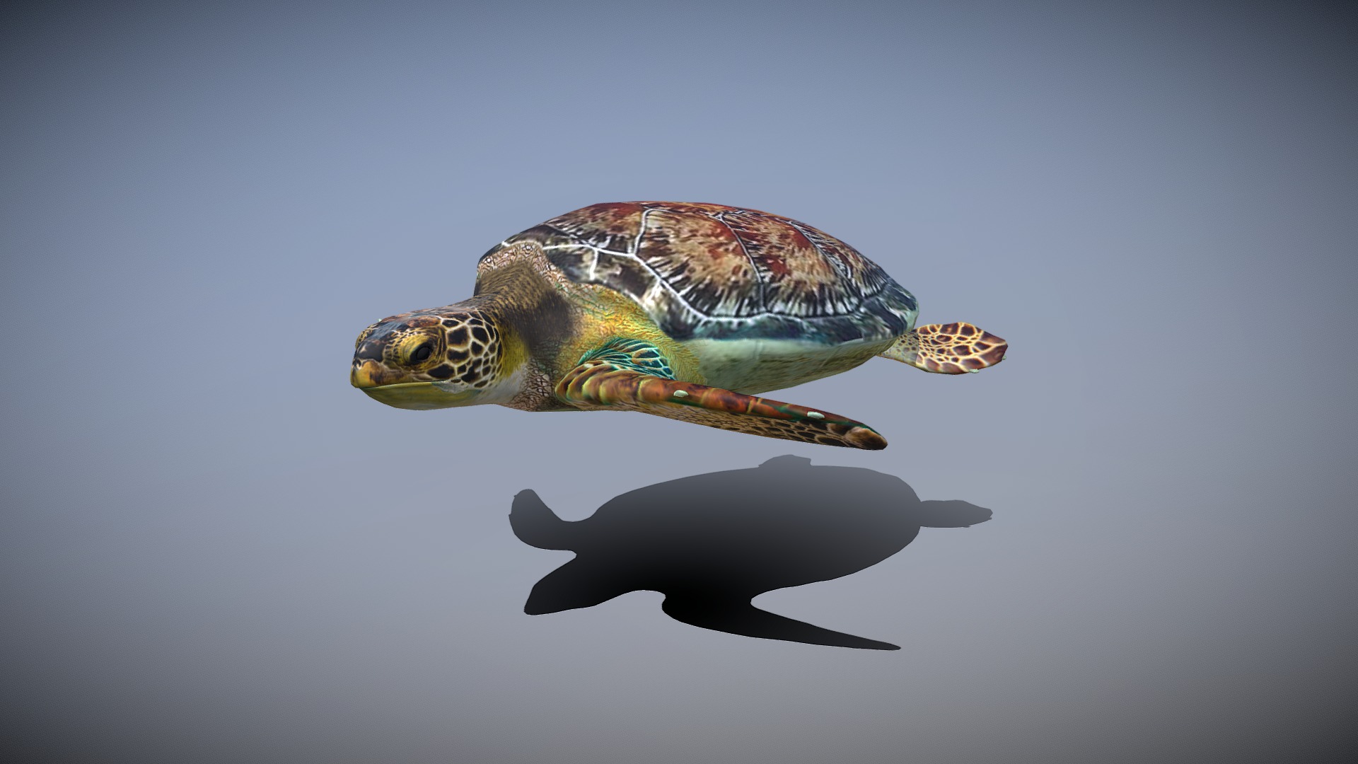sea turtle | Fab