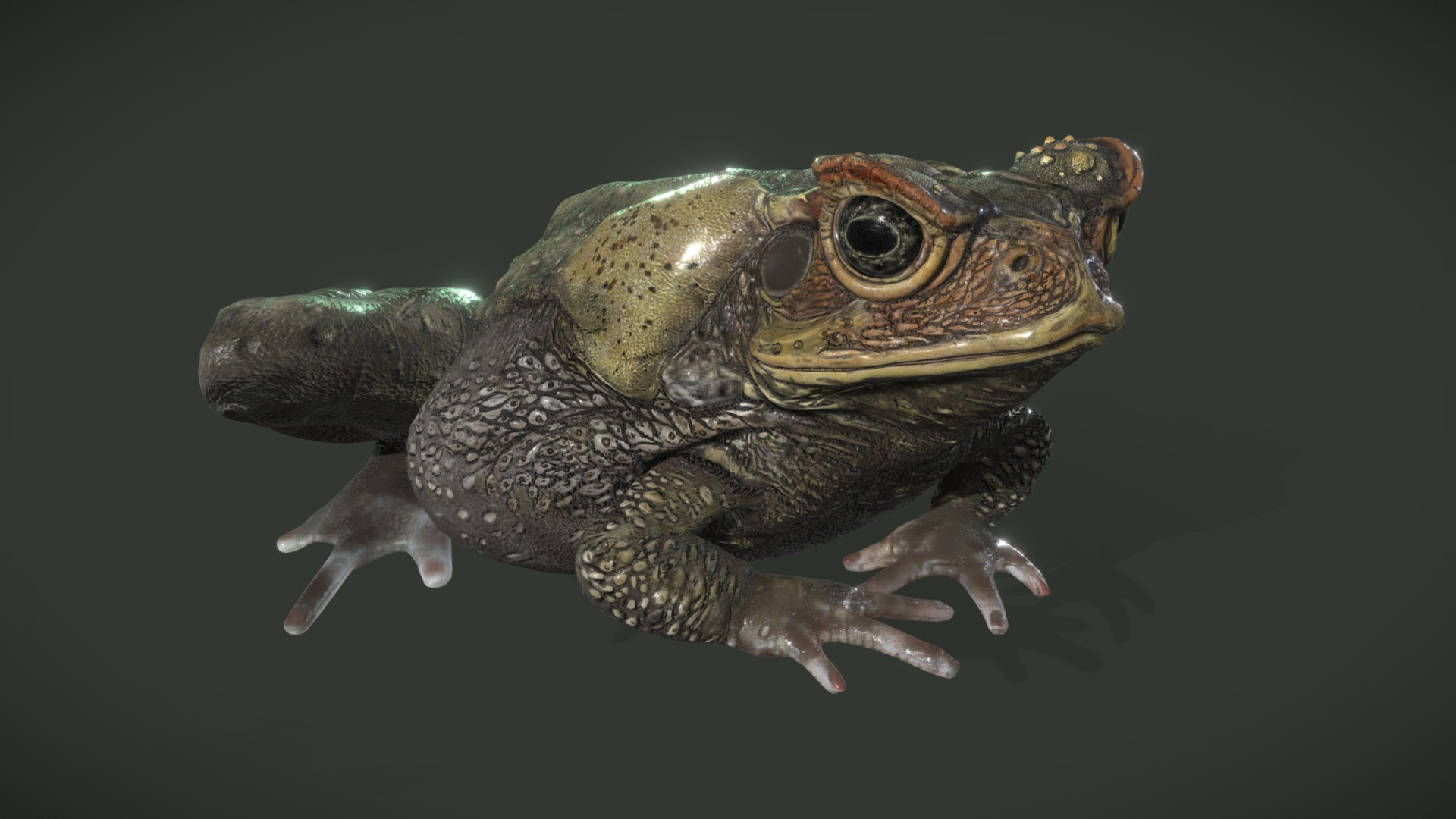 Cane Toad 1.1 | Fab