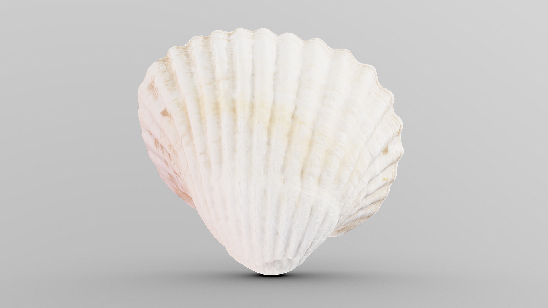 Cockie Sea Shell | Fab
