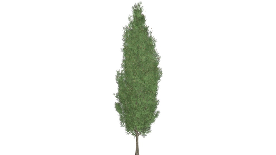 Italian Cypress Tree #07 | Fab