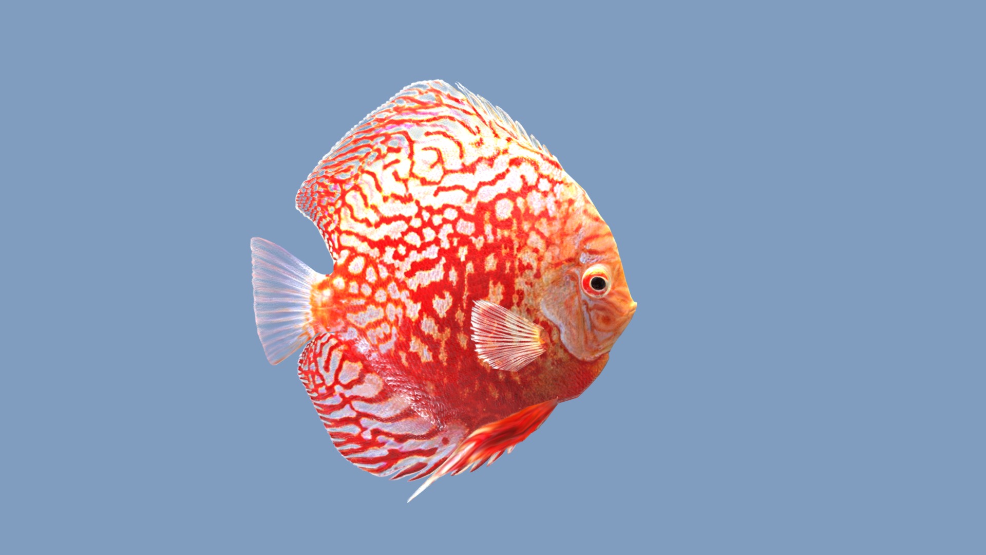 Discus Checkerboard Red Map | Fab