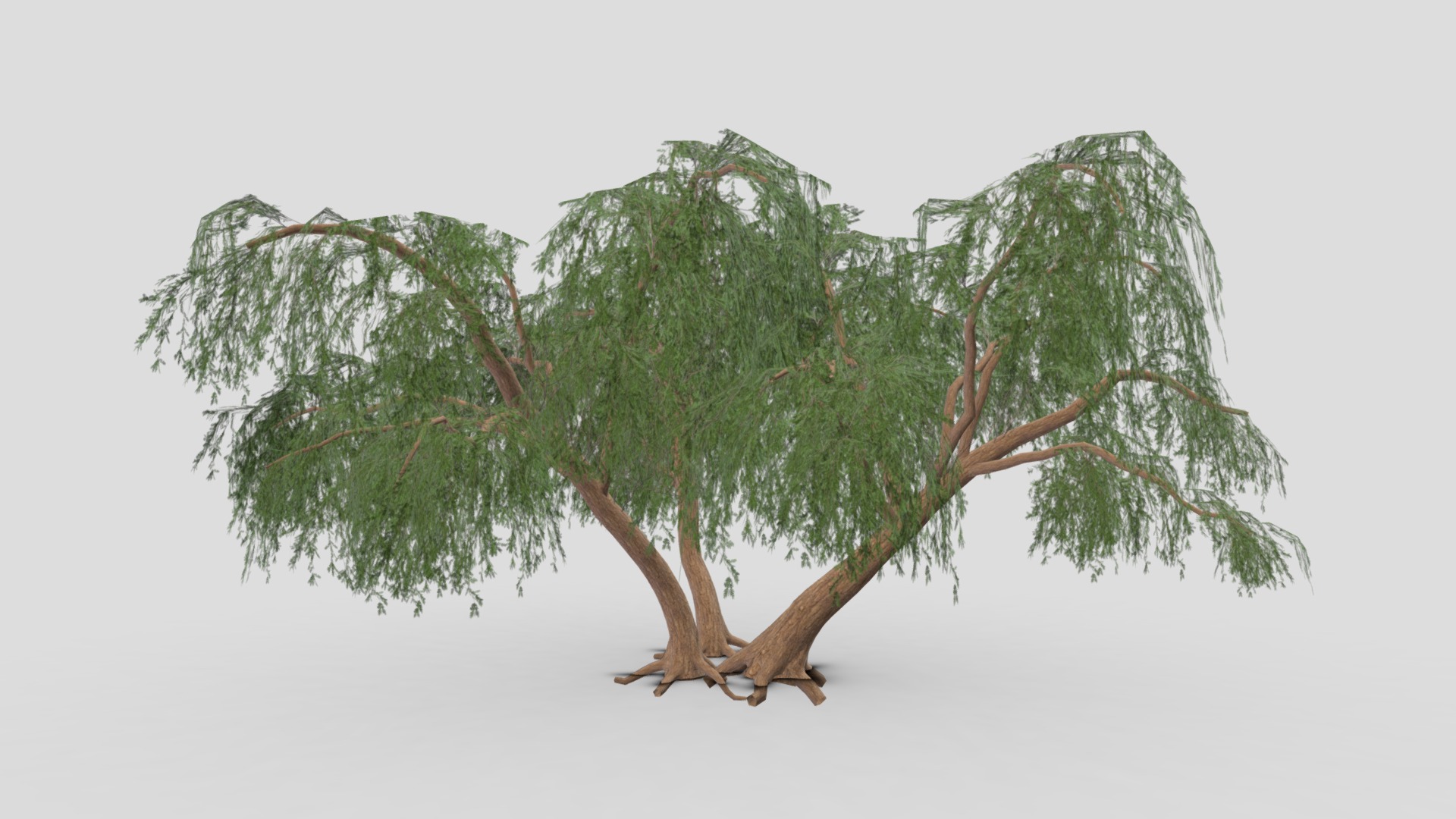 Prosopis Tree- 05 | Fab