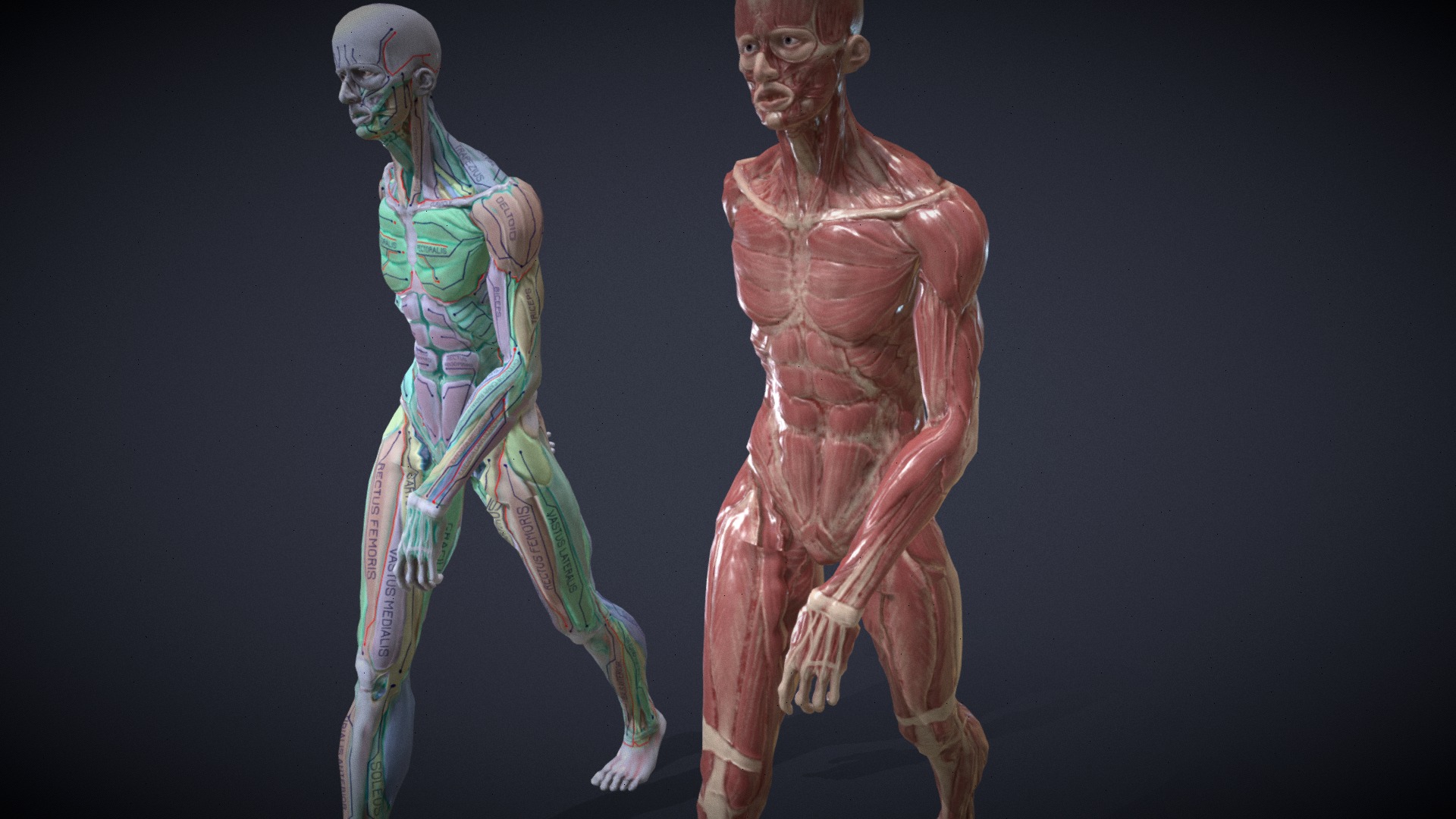 Anatomy study in motion | Fab