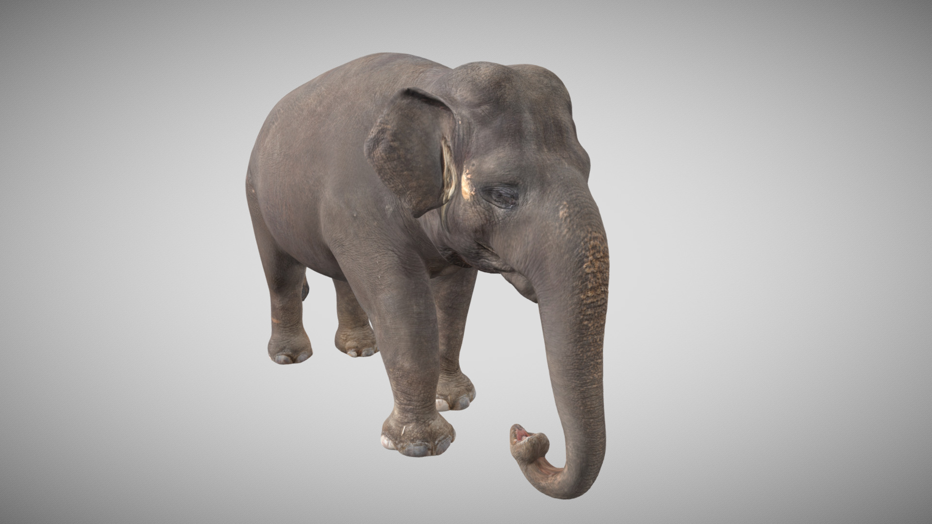 Elephant 3D Scan Quad Mesh Textured | Fab