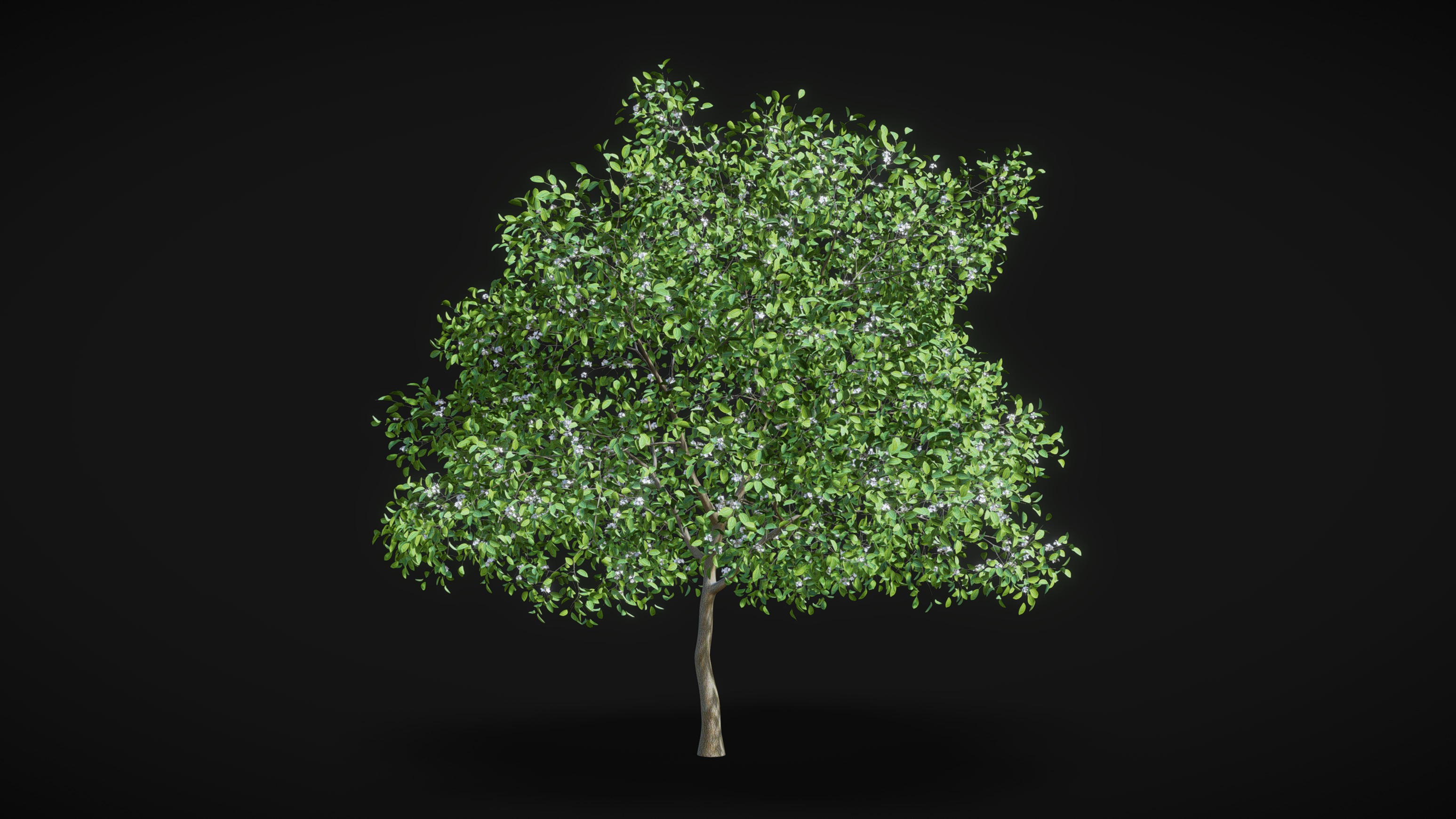 Pear Tree with Flowers 3D Model 6.3m | Fab