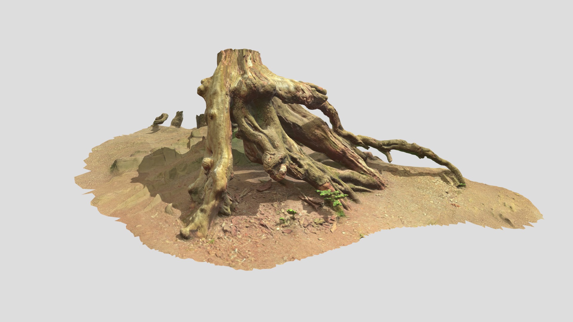 Stump Tree Roots Tree Big Scan | Fab