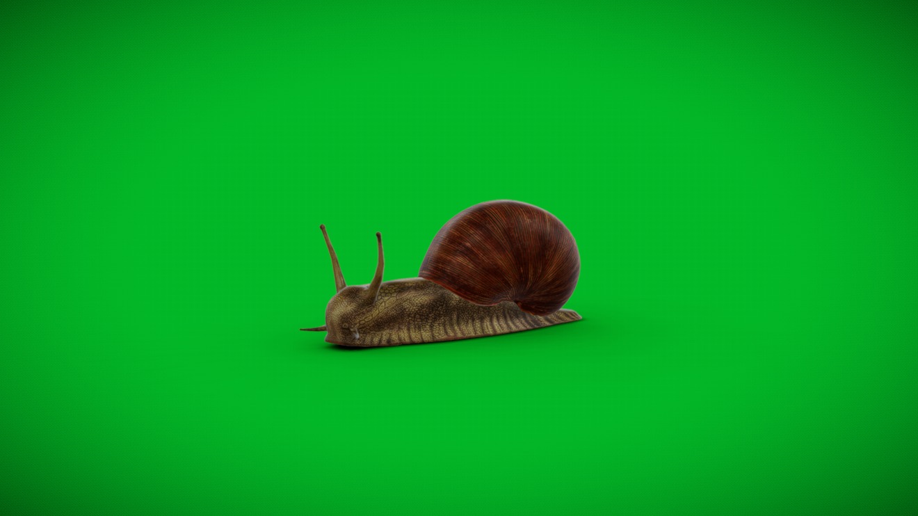 Garden Snail | Fab