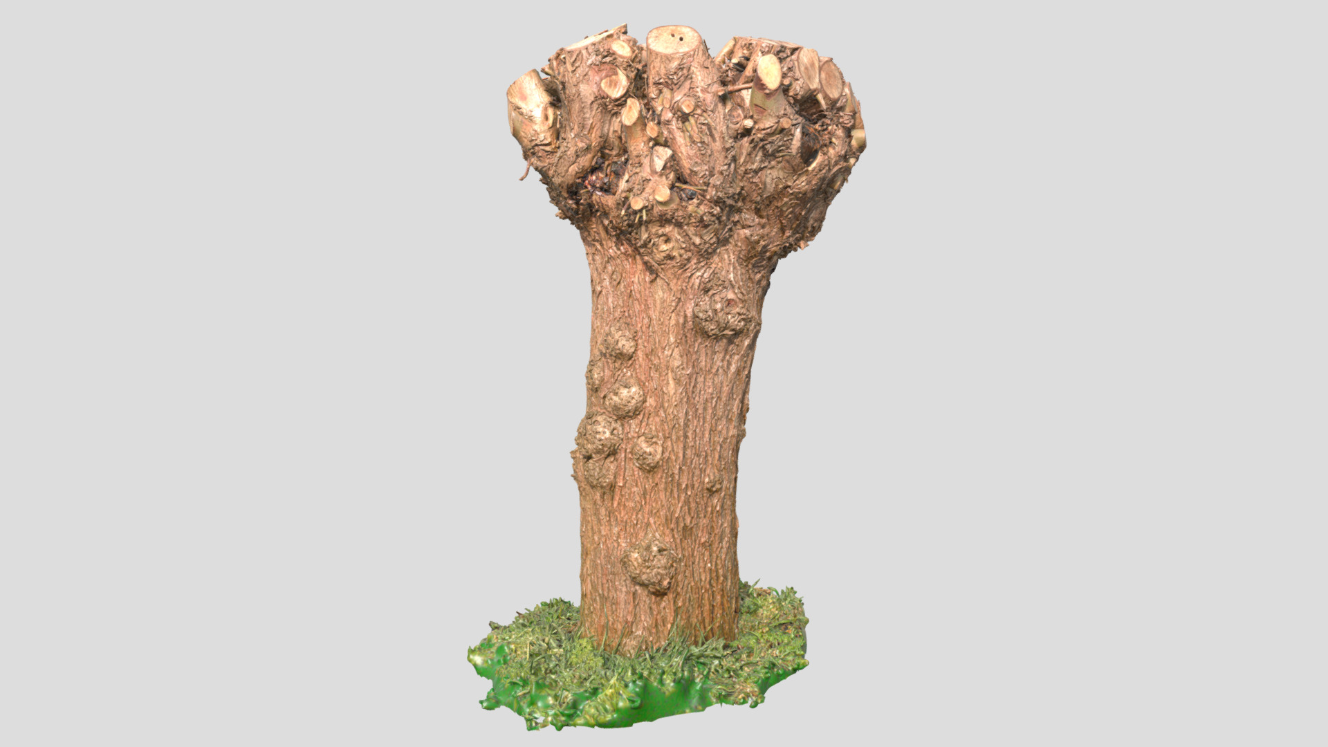 Pollard WIllow | Fab