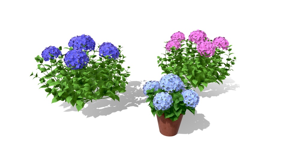 Hydrangea4937★★★　0308 ebdcf209-bbd8-4277-8cc5-