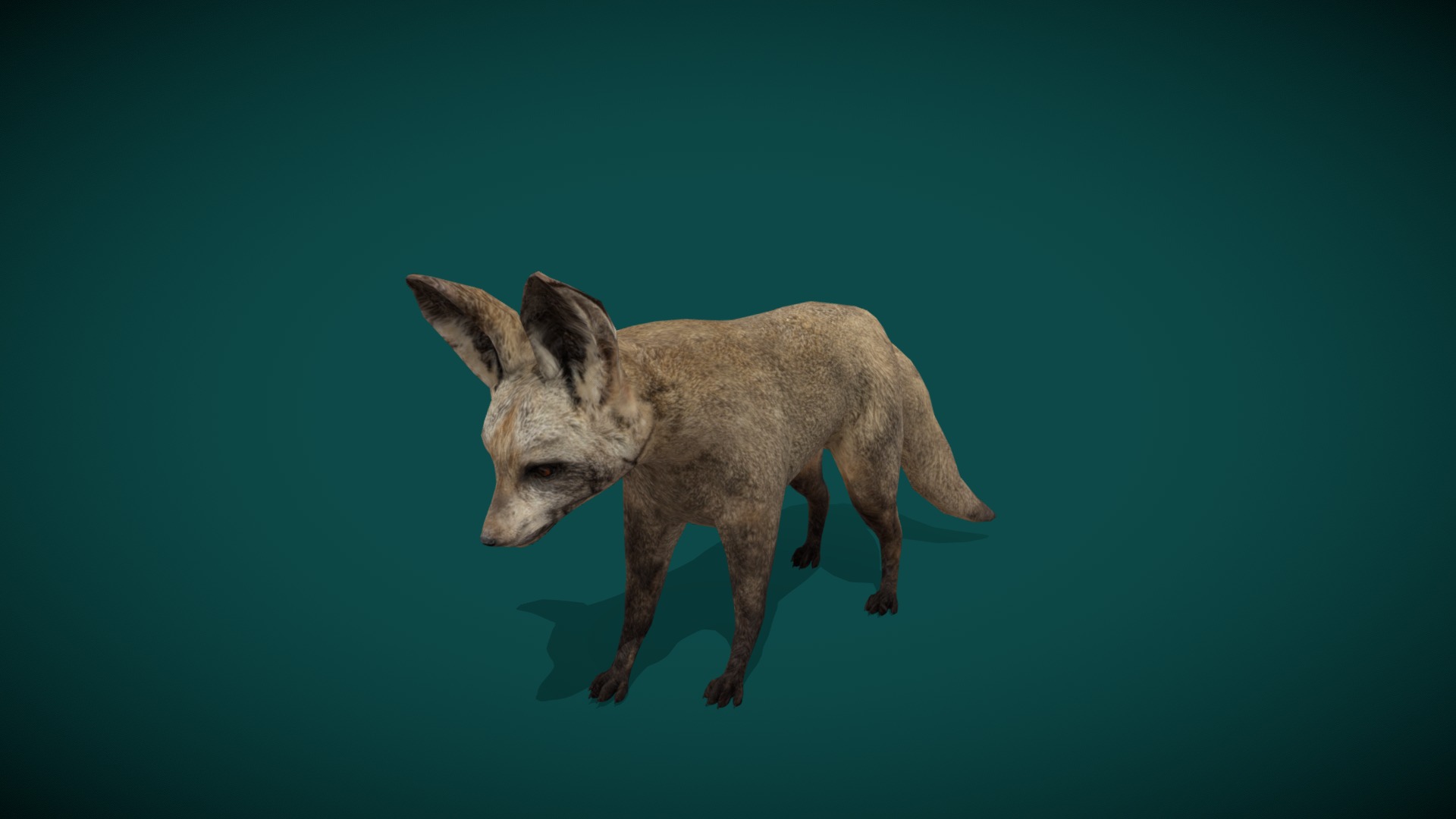 Bat-Eared Fox Animal (Lowpoly) | Fab