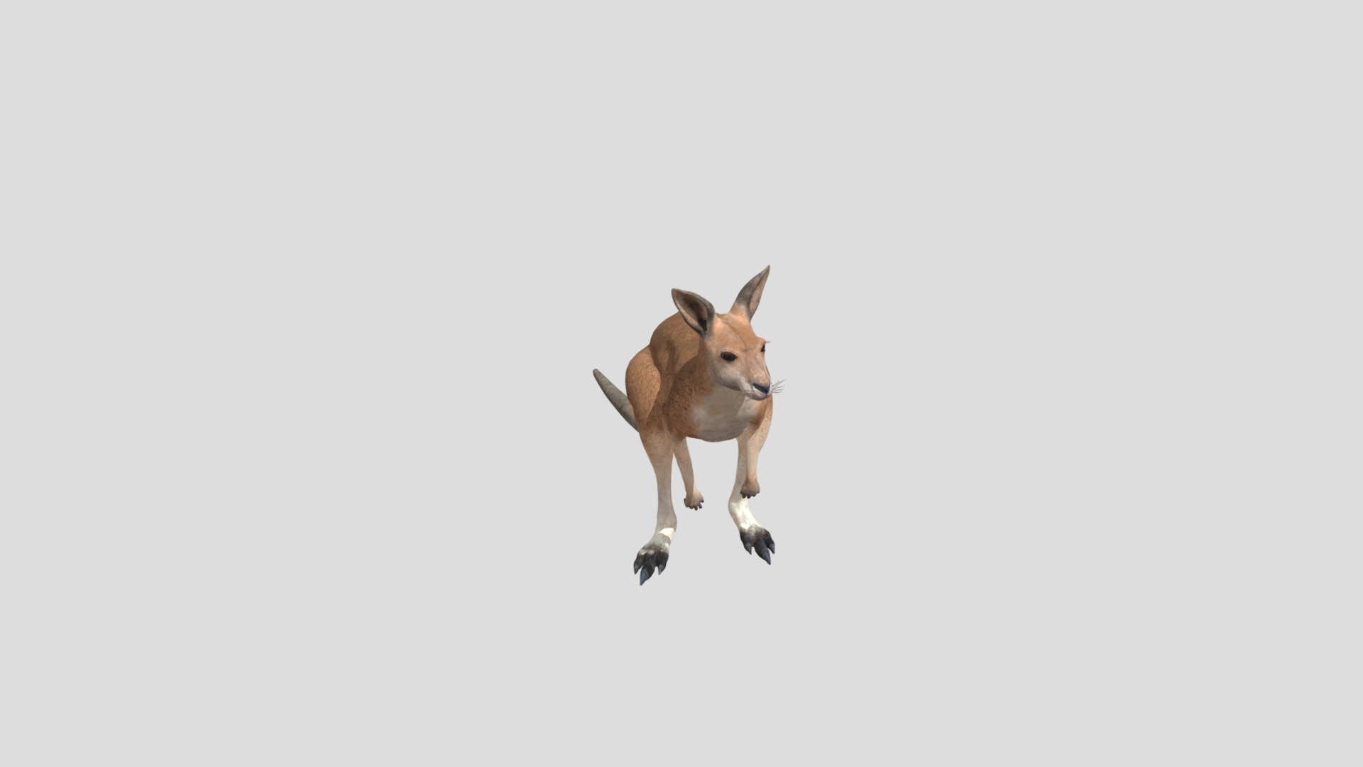 Kangaroo | Fab
