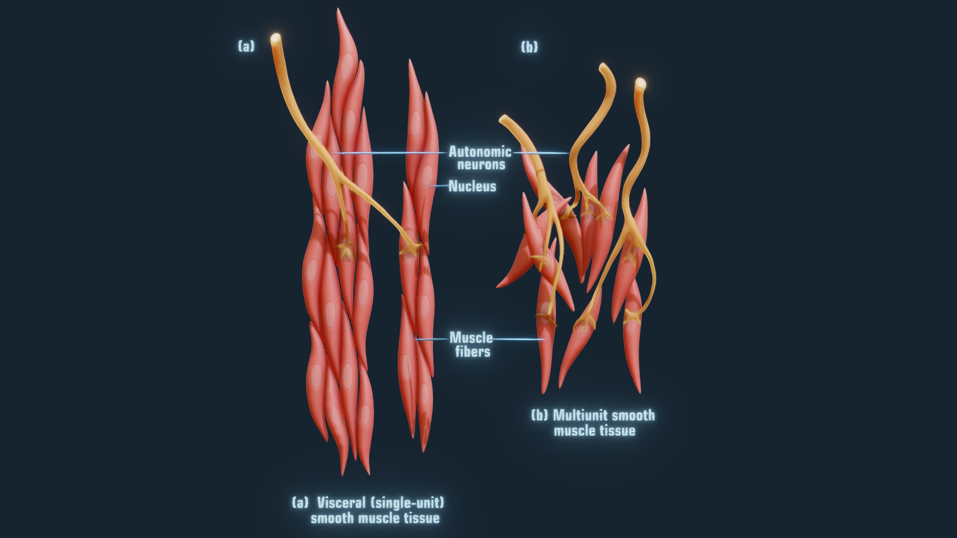 Smooth Muscle Anatomy | Fab