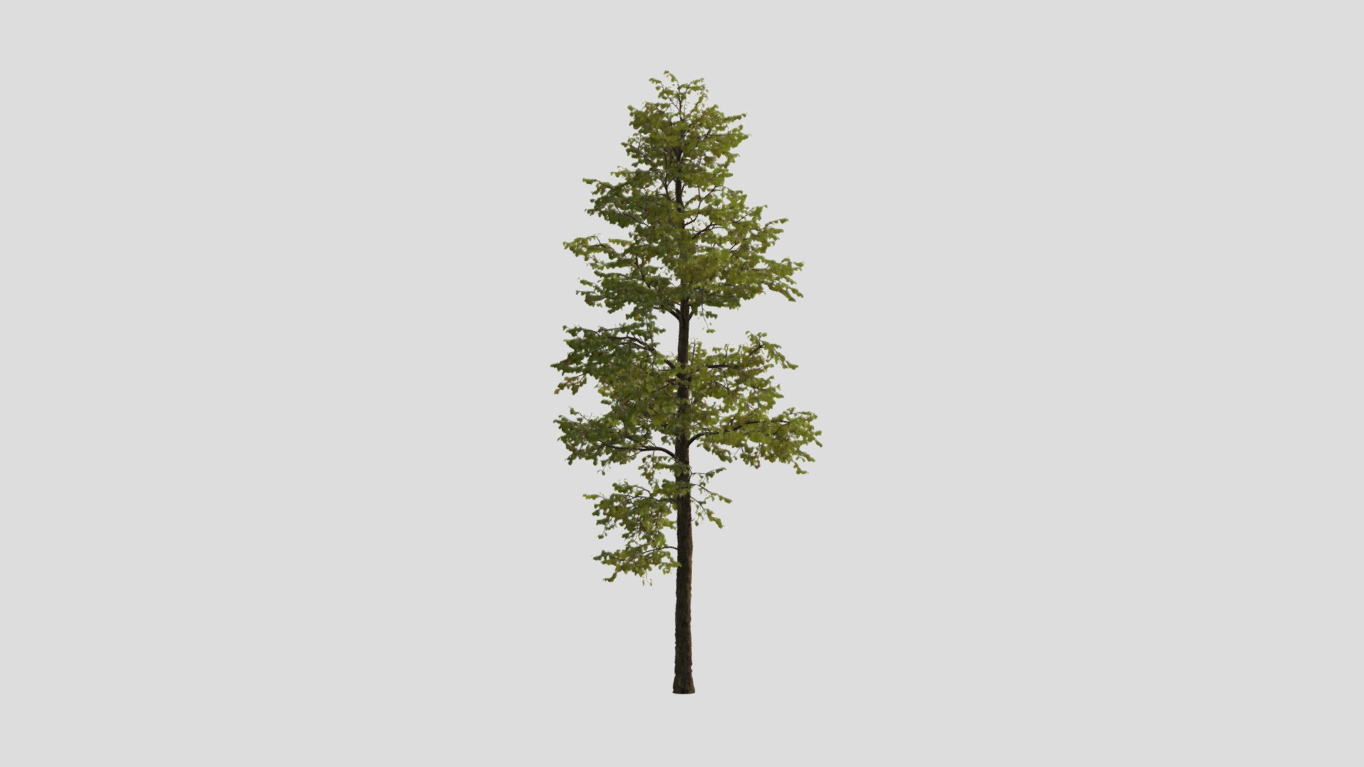 Realistic tree | Fab